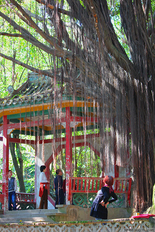 榕樹(shù)吊須