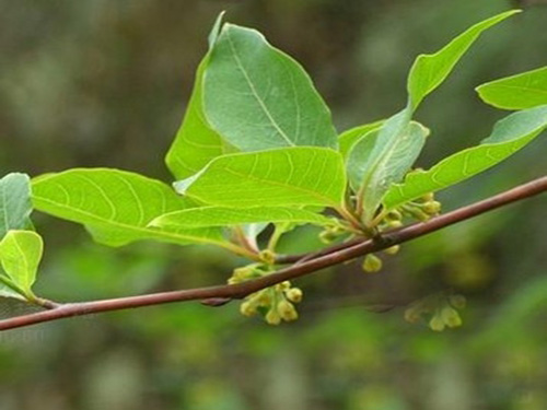 樟樹(shù)根1