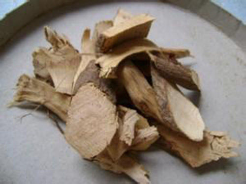 樟樹(shù)根2